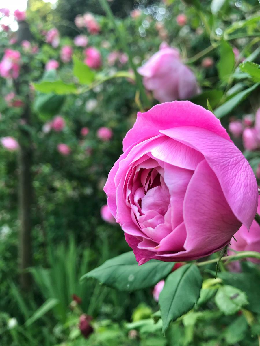 giardino_giudecca.jpg