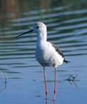 Cavaliere d'italia fauna della laguna