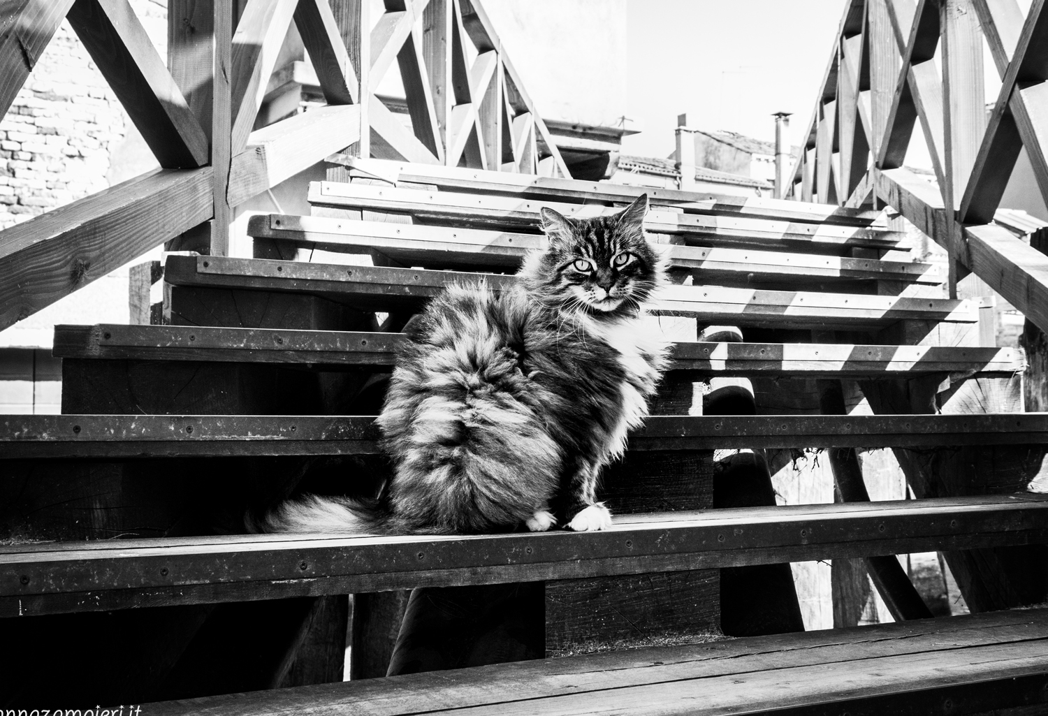 кот ходит на работу. коты гуляют. коты думают что мы стоим за дверью. кот ходит на работу. кот ходит на работу.